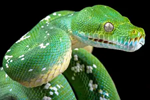 Der Grüne Baumpython (Morelia viridis)