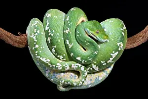 Grüner Baumpython (Morelia viridis)