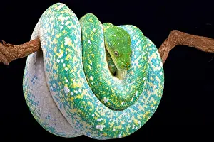 Gerahmter Druck : Grüner Baumpython (Morelia viridis) Gerahmter Druck : Grüner Baumpython (Morelia viridis)