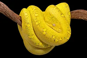 Grüner Baumschlangenpython, Morelia viridis