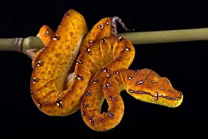 Grüner Baumschlangenpython (Morelia viridis)