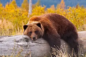 Ein Braunbär ruht sich aus.