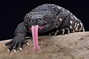Guatemalischer Schlangenbeutelwurm (Heloderma charlesbogerti)