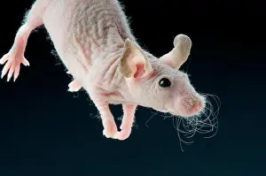 Haarloser Maus