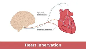 Herzinnervation
