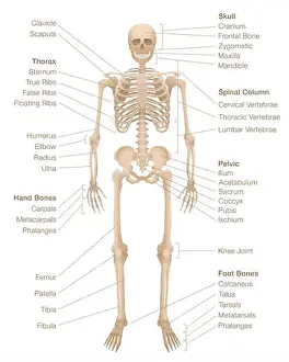 Knochengerüst eines Menschen mit benannten Knochen Skelettsystem eines Menschen mit benannten Knochen, Schädel, Wirbelsäule, Becken, Brustkorb, Rippen, Brustbein, Hand- und Fußknochen Skelettsystem eines Menschen mit benanntem Knochenschatz: Schädel - Wirbelsäule - Becken - Brustkorb - Rippen - Brustbein – Hand- und Fußknochen – Schulterblatt
