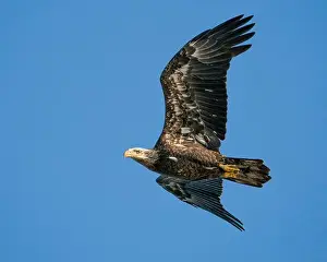 Ein unentwickelter Adler in Flug.