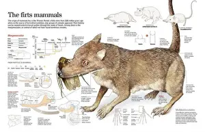 Infografik über die Herkunft und Evolution von Säugetieren und Morganucodon.