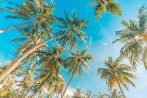Kokosnusspalmenbaum unter blauem Himmel, schöner tropischer Hintergrund. Konzept für den Tropenwaldhintergrund mit exotischem tropischem Naturbild im Hintergrund
