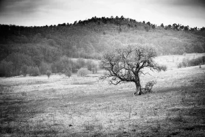 Dramatischer Feldlandschaft mit Baum und Weide