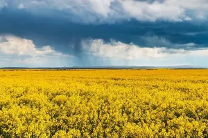 Dramatische Stürmewolken mit Regen über gelben Rapsfeldern, Landschaftsfotografie
