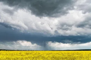 Dramatische Stürmewolken mit Regen über gelben Rapsfeldern. Landschaftsfotografie