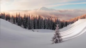 Ein dramatischer winterschneeiger Wald mit schneidenden Bäumen