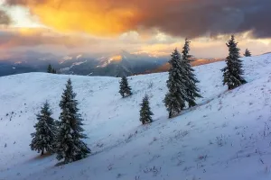 Ein dramatischer winterlicher Bild mit schneebedeckten Bäumen