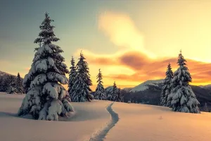 Dramatische winterliche Szene mit schneebedeckten Bäumen.