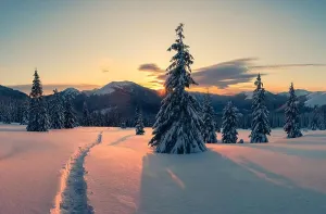 Ein dramatischer, winterlicher Szene mit schneebedeckten Bäumen