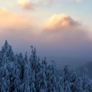 Ein dramatischer schneebedeckter Wald mit weithin sichtbaren Bäumen im Winterklima