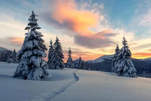 Ein dramatischer, winterlicher Szenerie mit schneebedeckten Bäumen