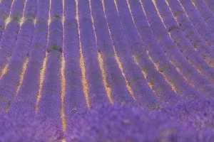 Blumenwiese mit Lavendel blüht in unendlichen Reihen. Die Landschaft um die Provenz ist reich an Natur und hat viele Lavendelflöten