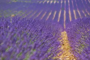 Blumenfeld mit Lavendelblüten in unendlichen Reihen. Die Provenz - Landschaft von der Region Valensole ist reich an Natur und hat viele verschiedene Arten von Blumenvielen