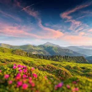 Rhododendronblüten bedeckte Berge Wiese im Sommerzeit. Violette Sonnenlicht leuchtet auf Hintergrundlandschaft, Landschaftsfotografie