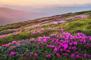 Rhododendronblumen bedeckten Bergegrün im Sommerzeit, die Purpurlicht des Sonnenaufgangs leuchtete auf einem Vordergrund, Landschaftsfotografie