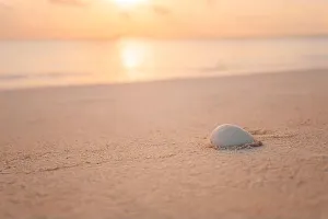 Schale am Strand bei Sonnenuntergang an der Meeresbucht in Sommerferien. Exotische Schalen auf sandigem Strand beim Sonnenuntergang mit natürlichen Hintergrund im Sommer und tropischer Natur zum Nahbild hin