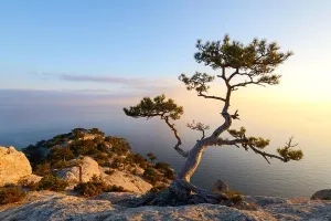 Ein einzelner Baum an der Kante des Kliffs