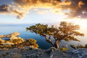 Ein einzelner Baum am Rande des Felsens
