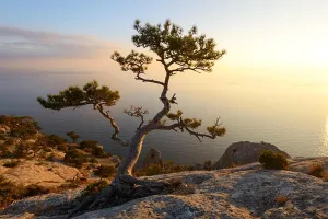 Ein einzelner Baum am Rande des Felsens