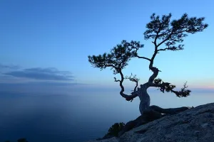 Einzeliger Baum an der Kante des Kliffs