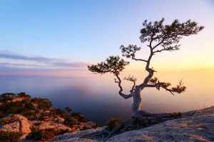 Einzeliger Baum am Rande des Felsens