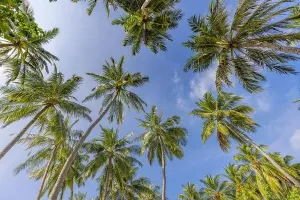 Exotischer Wald mit tropischem Hintergrundkonzept. Kokosnussbäume und friedliche blaue Wolke. Exotische Sommerlandschaft mit grünen Blättern und natürlichen Landschaftselementen im Vordergrund