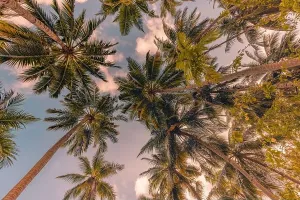 Exotische Wälder mit Palmenhainen und blauem Himmel als Konzept im Vordergrund. Kokosnusspalmen unter einem friedlichen Himmel mit blauer Farbe. Exotisches Sommerland in der Natur mit grünen Blättern, natürliche Landschaft