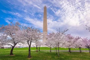 Washington D.C., USA im Frühjahr auf dem National Mall