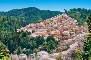 Yoshino im japanischen Land hat die Blüten der Weisheit auf dem Hügel