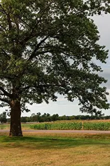 Großer Baum neben einem Feld von Mais.
