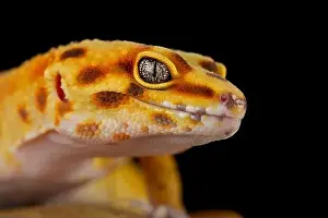 Leopardengecko (Eublepharis macularius)