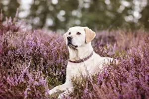 Ein Labrador Retriever liegt auf dem Boden.
