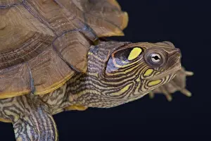Sumpfschildkröte / Graptemys ouachitensis