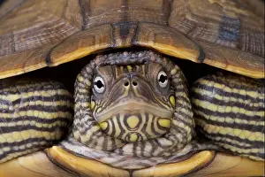 Kartenturtle / Graptemys ouachitensis