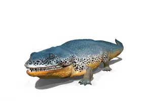 Metoposaurus