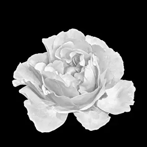 Einmonochrom schwarz