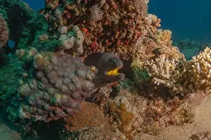 Mooray-Lycodontis undulatus im Roten Meer, Eilat Israel