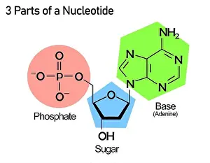 Zellmolekülstruktur mit Nukleosid und Phosphat