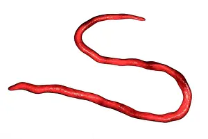 Onchozercus vulvulius Parasitärwurm, Computerillustration. O. vulvulius ist der Ursache von Onkozerkose oder Flussblindheit.