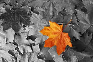 Orangefarbener Ahornblatt unter schwarzen und weißen Herbstblättern.