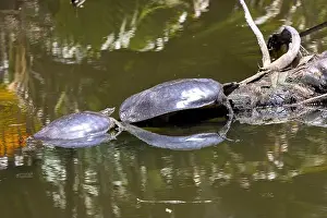 Ein Paar spitzige Weichschildkröten sonnen sich auf einem Baumstamm.