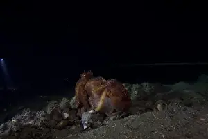 Zwei blassgraue Octopussen, die sich auf dem äußeren Riff paaren.