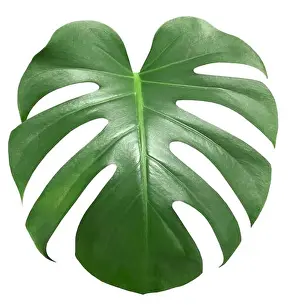 Palmblatt isoliert auf weißem Hintergrund. Klammerpfad.